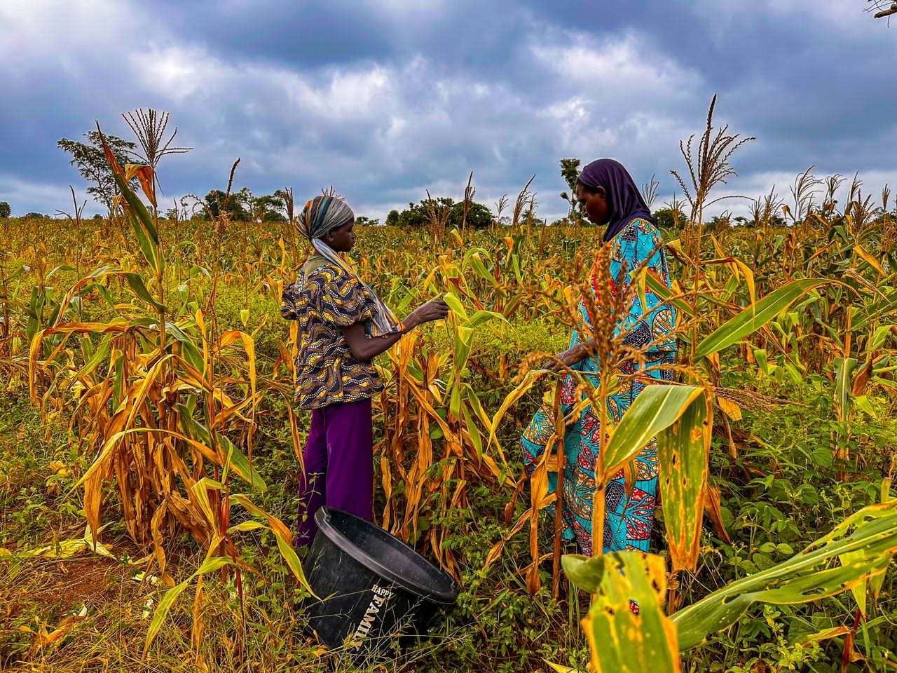 MOK Foundation farmland